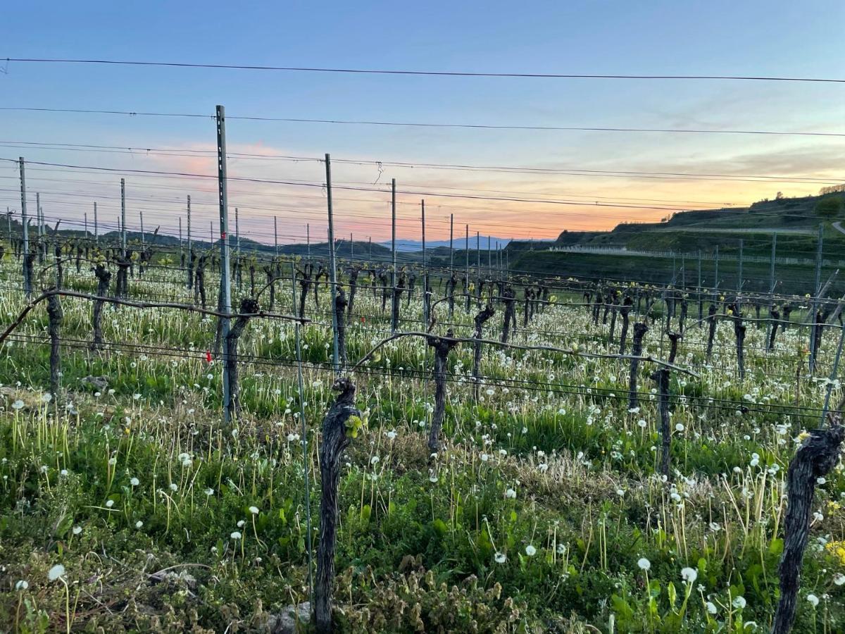Weingut & Strausswirtschaft Vogel Apartment Vogtsburg Bagian luar foto
