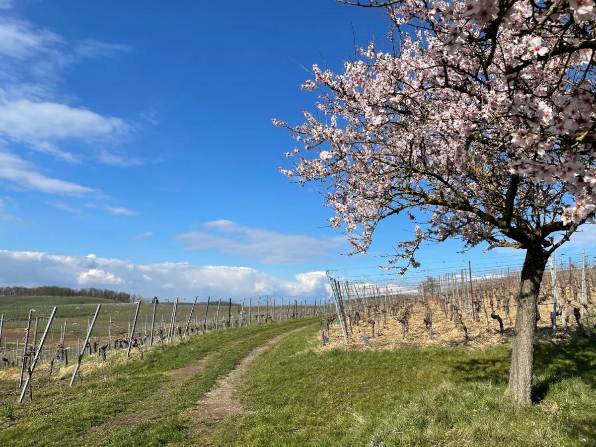 Weingut & Strausswirtschaft Vogel Apartment Vogtsburg Bagian luar foto